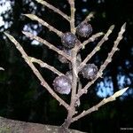 Ficus pteroporum Фрукт