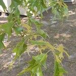 Quercus palustris Leaf