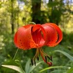 Lilium michiganense Fleur