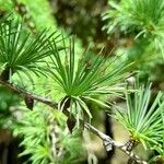 Larix kaempferi पत्ता