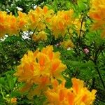 Rhododendron calendulaceum Blüte