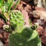 Consolea rubescens Hoja