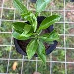 Citrus hystrix List