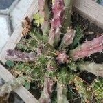 Echinocereus pentalophus Leaf