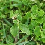 Tetragonia acanthocarpa Yaprak