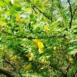 Caragana arborescensফুল