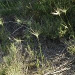 Aegilops neglecta Plante entière