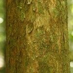 Pouteria brachyandra Kabuk