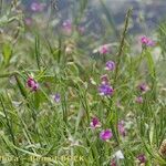 Lathyrus hirsutus Libunga