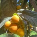 Eriobotrya japonica Mbuma
