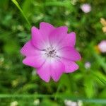 Eudianthe coeli-rosa Flower