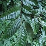 Annona edulis Hoja