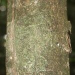 Coussarea paniculata 树皮