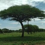 Acacia tortilis Leaf