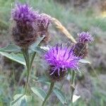 Centaurea nigraᱵᱟᱦᱟ