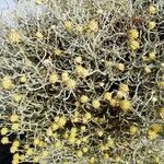 Helichrysum stoechas 葉