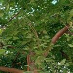 Celtis occidentalis Облик