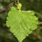 Dombeya acutangula পাতা