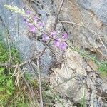 Campanula sibirica Квітка