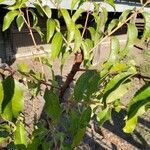 Zanthoxylum clava-herculis Hoja