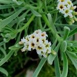 Tournefortia gnaphalodes 花