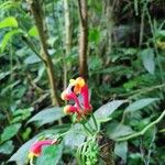 Centropogon granulosus Flower