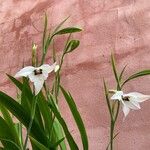 Gladiolus murielae Fleur