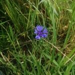 Centaurea sulphurea Flor