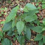 Pericallis appendiculata Leaf