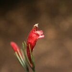 Aeschynanthus calanthus