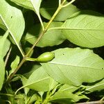 Exostema caribaeum Leaf