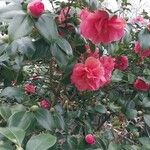 Camellia japonica Kukka