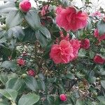 Camellia japonica Λουλούδι