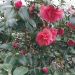 Camellia japonica Blomst