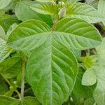 Cleome rutidosperma Leaf