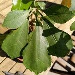 Cussonia spicata Leaf