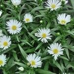 Symphyotrichum lanceolatum Flower