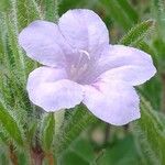 Ruellia humilis Цвят