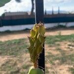 Hylocereus undatus Leaf