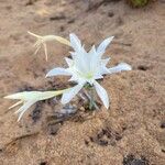 Pancratium maritimumŽiedas