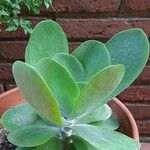 Kalanchoe tetraphylla Frunză