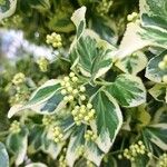 Euonymus japonicus Flower