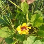 Abutilon hirtum Flor