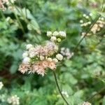 Ageratum conyzoidesFlower