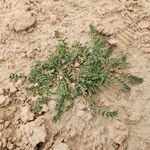Astragalus sesameus Habit