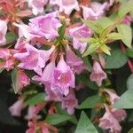 Abelia × grandiflora Žiedas