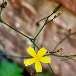Lactuca muralis Flower