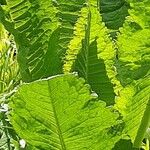 Dipsacus sativus Feuille