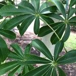 Ceiba pentandra 葉