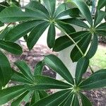 Ceiba pentandra Feuille